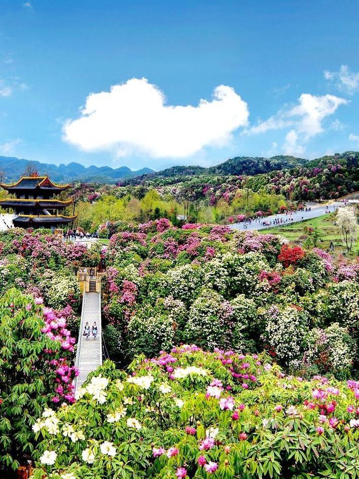 百里杜鹃60岁老人免票吗