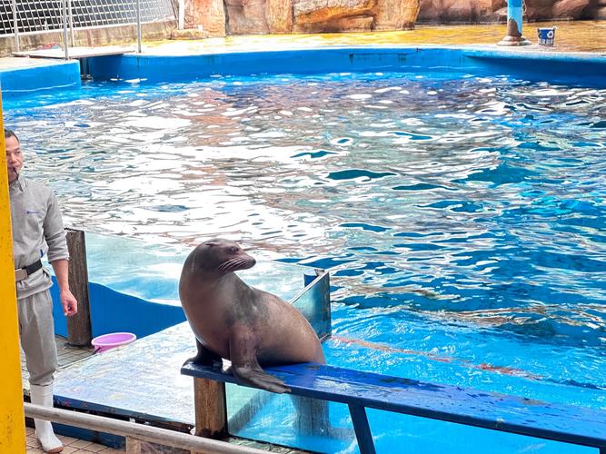 北京海洋馆海狮表演收费,北京海洋馆怎么样海豚海狮表演