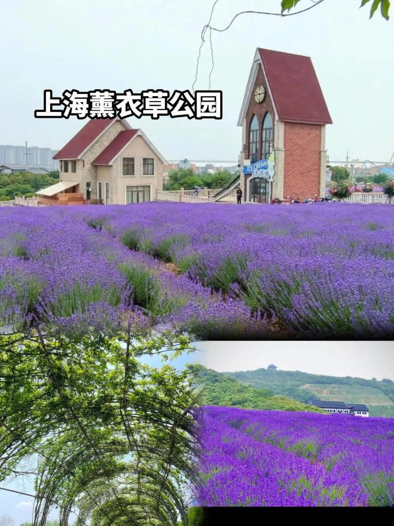 上海薰衣草公园几月份去比较好