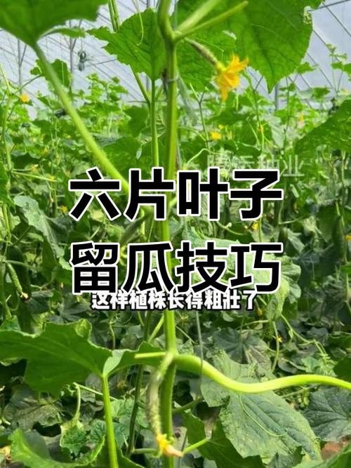 如何确定番茄适宜的采收期?