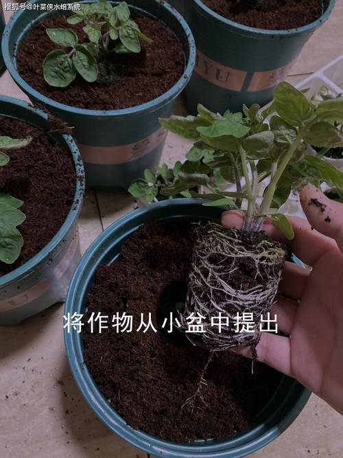 确定番茄定植时期的方法及常用的定植方法是什么?