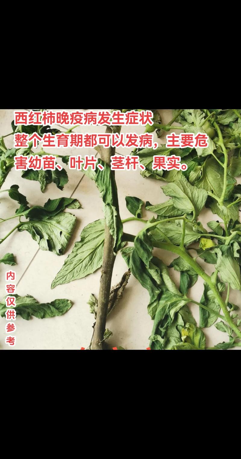 番茄晚疫病是什么原因造成的?如何防治?