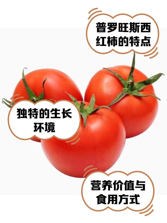 西红柿普罗旺斯品种介绍
