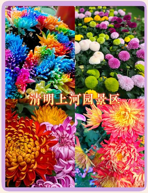 开封菊展各景点门票是多少