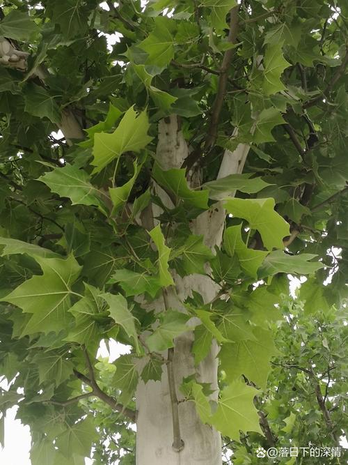 悬铃木图片:摄影师记录下美妙的自然风景