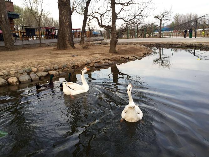 在北京鹅和鸭农庄风景区十日游,怎么规划行程才算不虚此行?