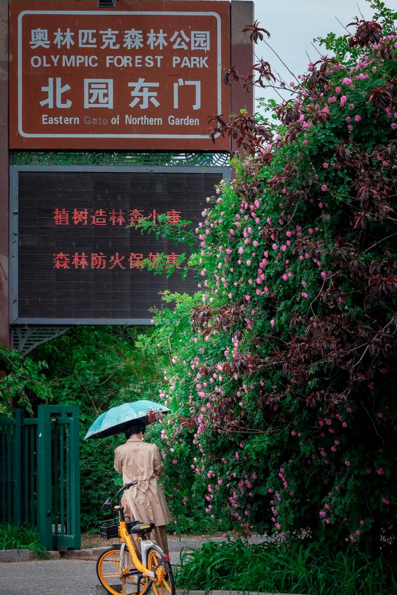 北京二月兰比较多的公园