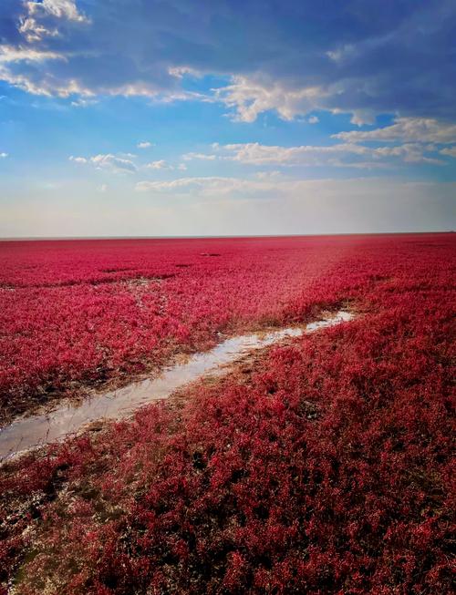 盘锦红海滩需要门票吗,盘锦红海滩免票