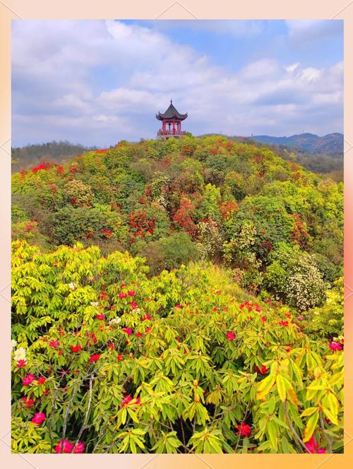 贵州毕节百里杜鹃天气预报15