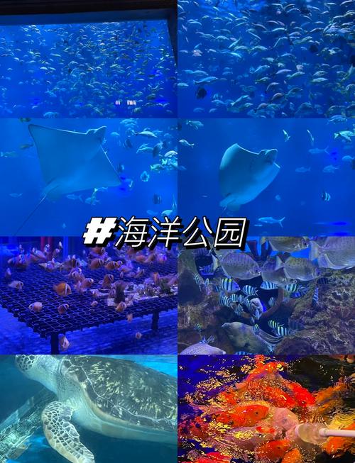 重庆海洋馆有几个?哪个比较好玩