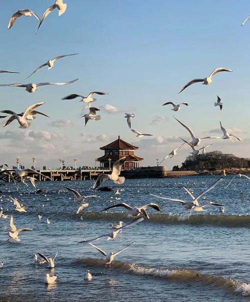 青岛冬天旅游,有哪些地方可以去的?