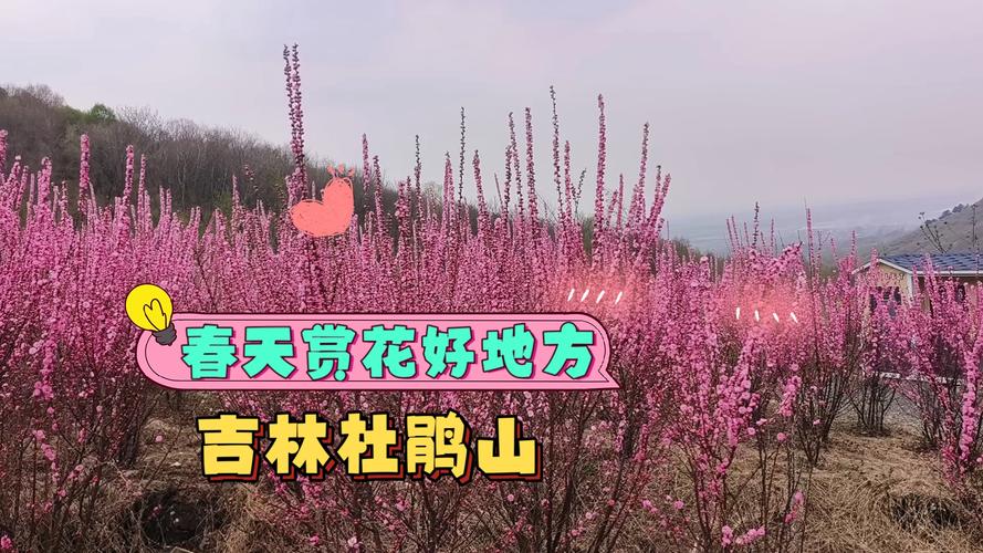 吉林有哪些赏花踏青的好去处?