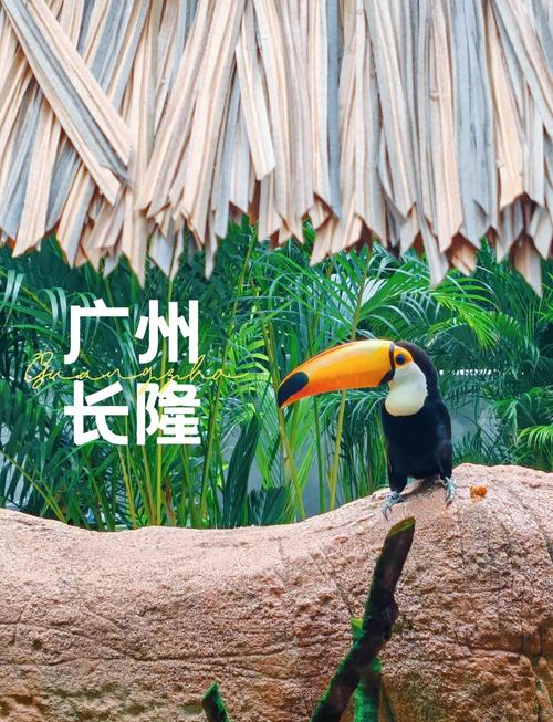 广州长隆马戏团在哪个园,广州长隆马戏团门票多少钱一张