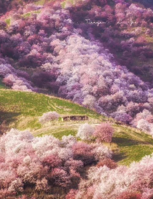 伊犁杏花沟最佳时间2022