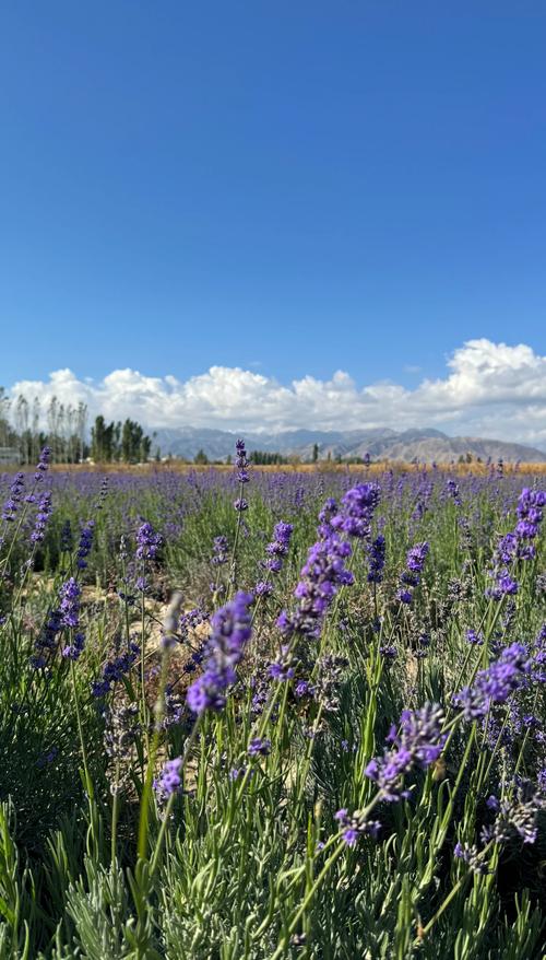 特克斯八卦城到霍城薰衣草花田