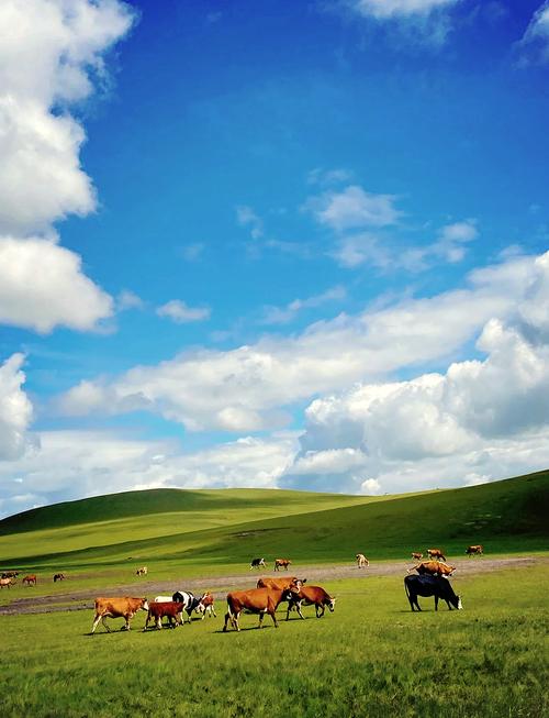内蒙草原旅游去哪里好草原旅游胜地