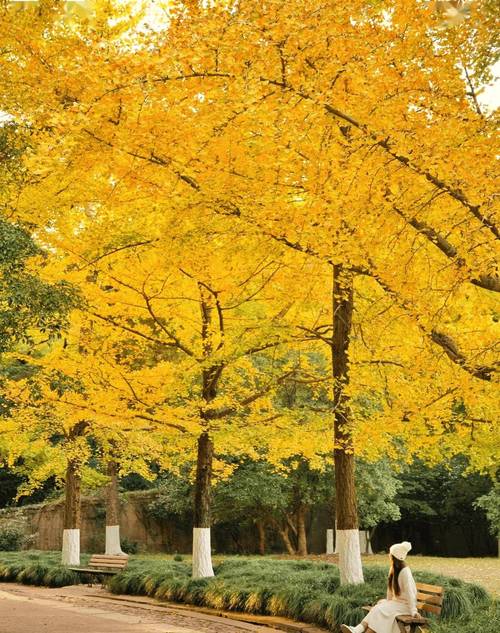 10月最适合旅游的城市,秋叶美如画,这些城市最值得一游