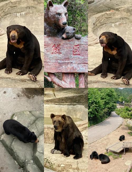 大连森林动物园有什么好玩的,大连森林动物园适合玩多久