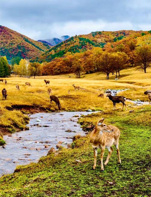香格里拉旅游攻略景点大全