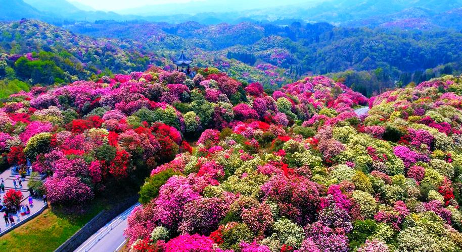 贵州百里杜鹃官方网站