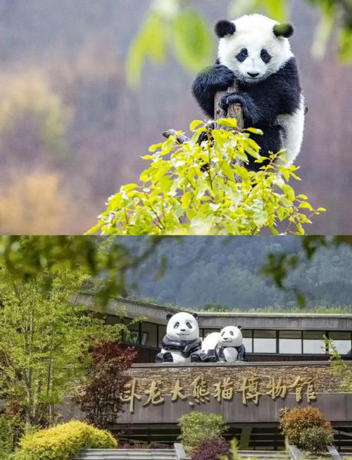 卧龙中华大熊猫苑神树坪基地在哪