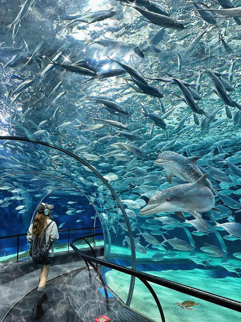 武汉海昌海洋公园65岁免费吗