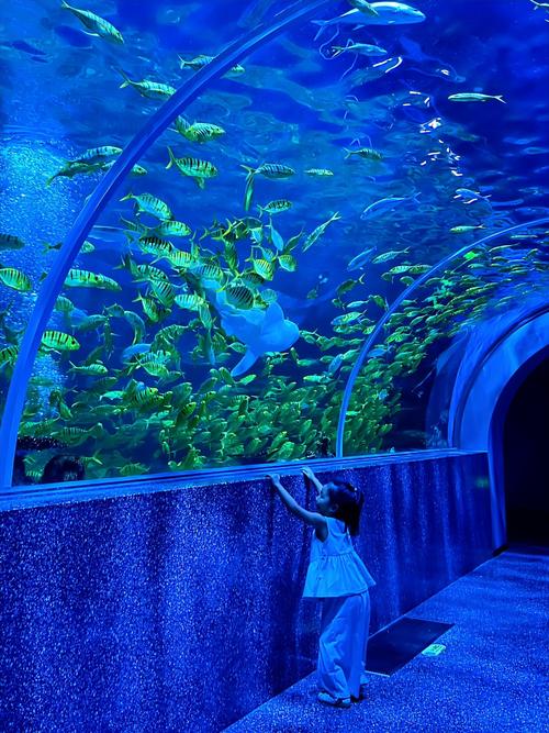 厦门有哪些适合带孩子去的海洋馆推荐?