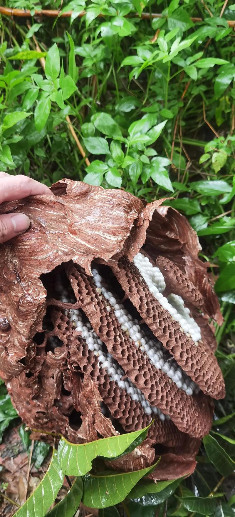 马蜂窝能做什么