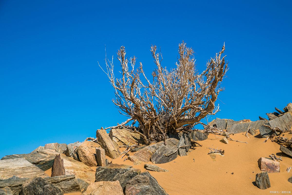 阜新沙漠旅游景点